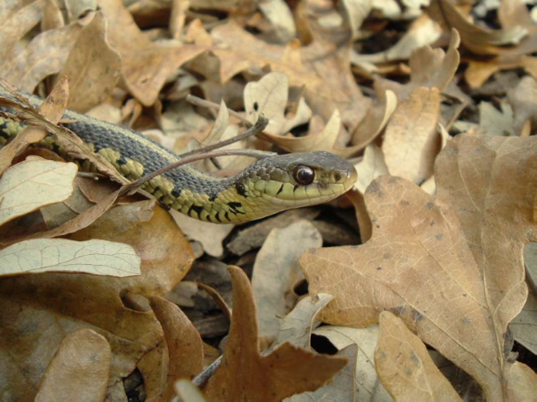 Head - Close View<br>(Location of Picture: Glacier, Mchenry, Il, USA, Oct 21)