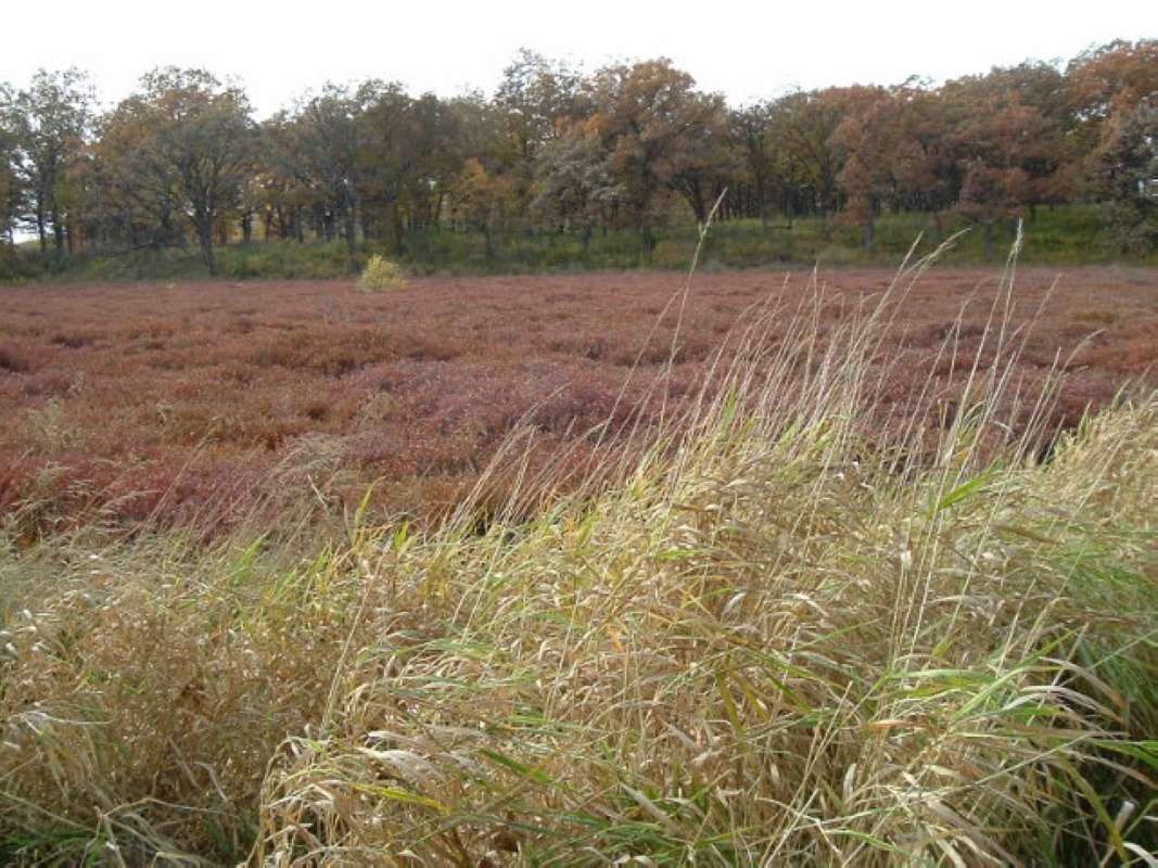Overview Of Cranberry Bog, Oct 21, 2009<br>(Location of Picture: Glacier, Mchenry, Il, USA, Oct 2009)