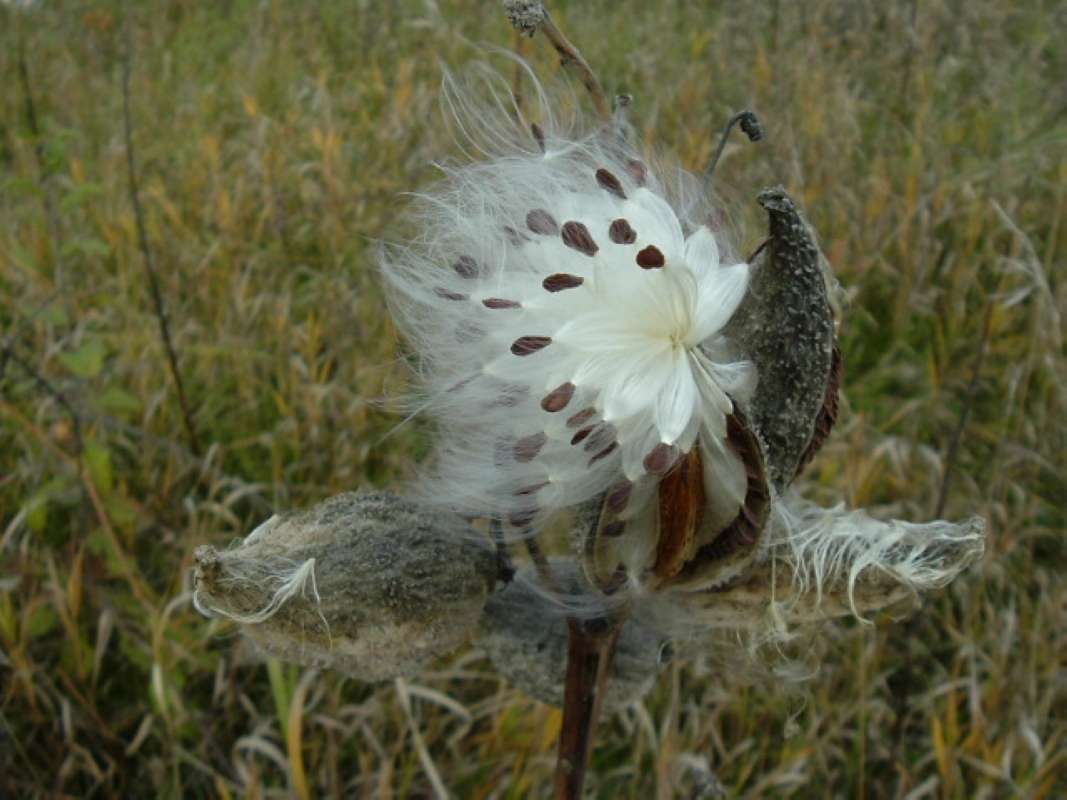 Seed Dispersal - Oct 21, 2009<br>(Location of Picture: Glacier, Mchenry, Il, USA, 2009)