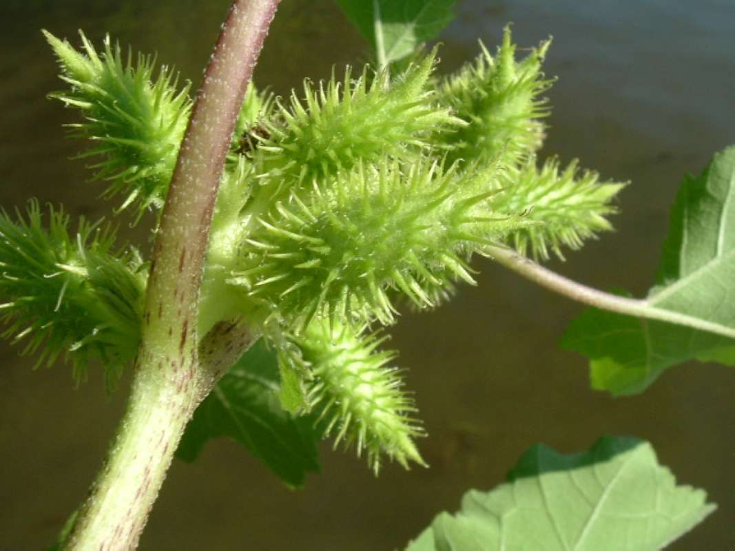 Close View Of Burs<br>(Location of Picture: Round Lake,  il, Sept 14, 2009)