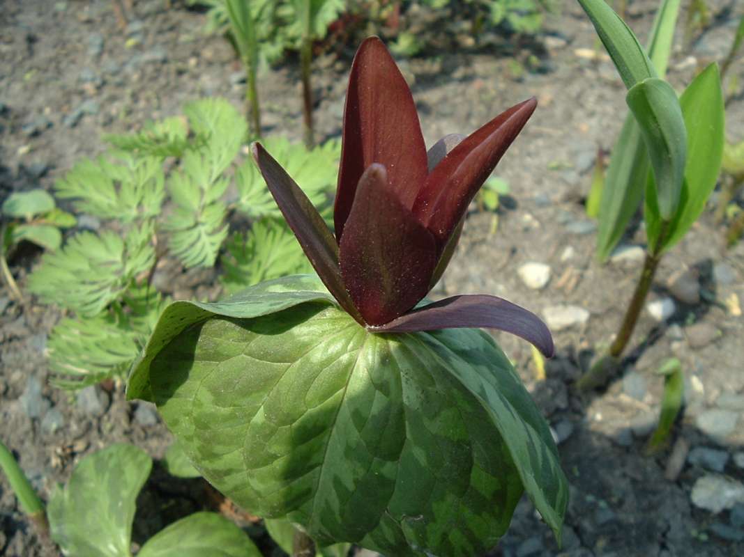Flower Side<br>(Location of Picture: CHS, Glencoe, April 14, 2010)
