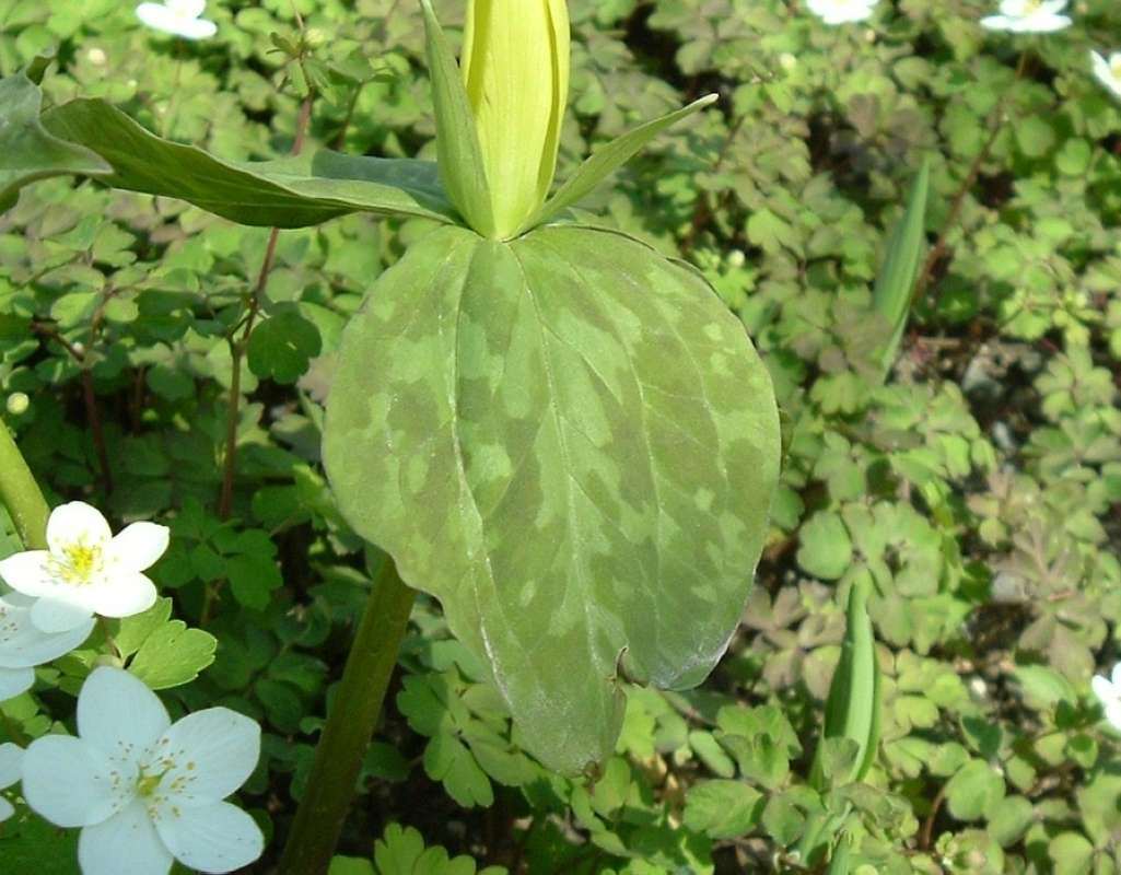 Leaf<br>(Location of Picture: CBG, Glencoe, April 14, 2010)