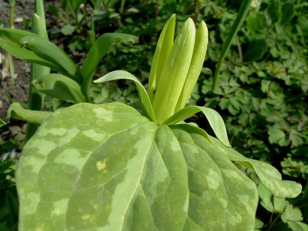 Flower Side View<br>(Location of Picture: CBG, Glencoe, April 14, 2010)