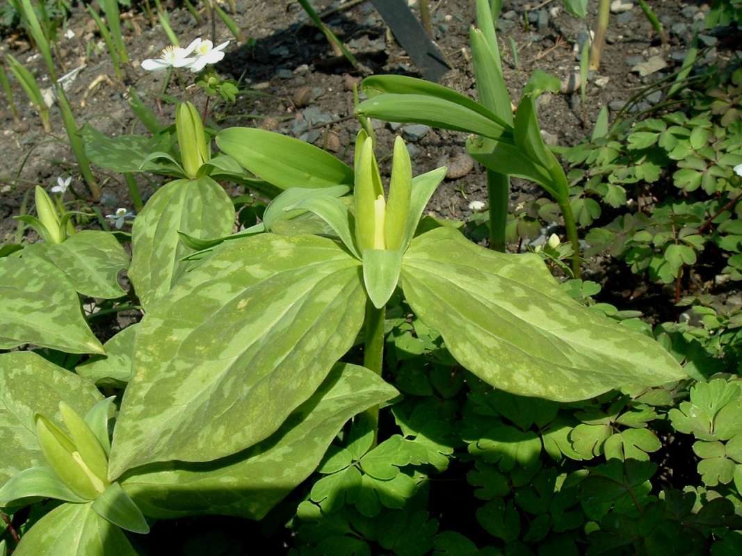 Habitat View<br>(Location of Picture: CBG, Glencoe, April 14, 2010)