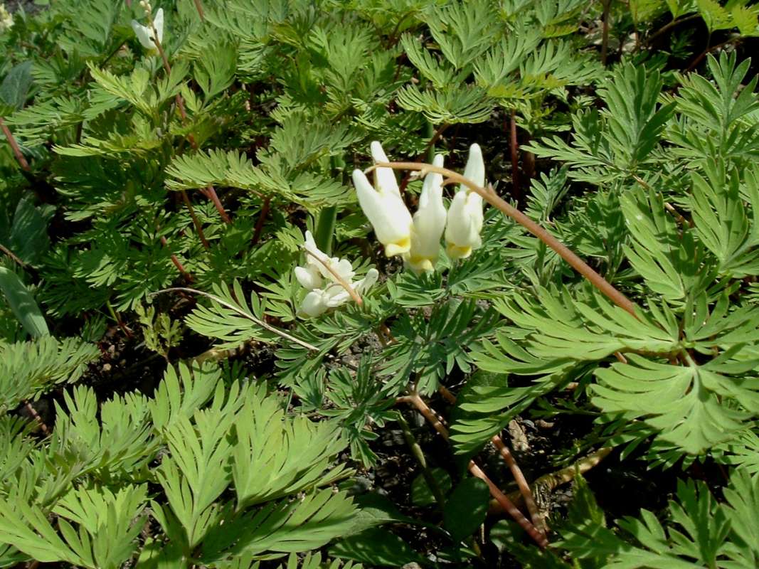 Top Of Plant in  Bloom<br>(Location of Picture: Chs, Glencoe, Il, USA, Apr 14, 2010)