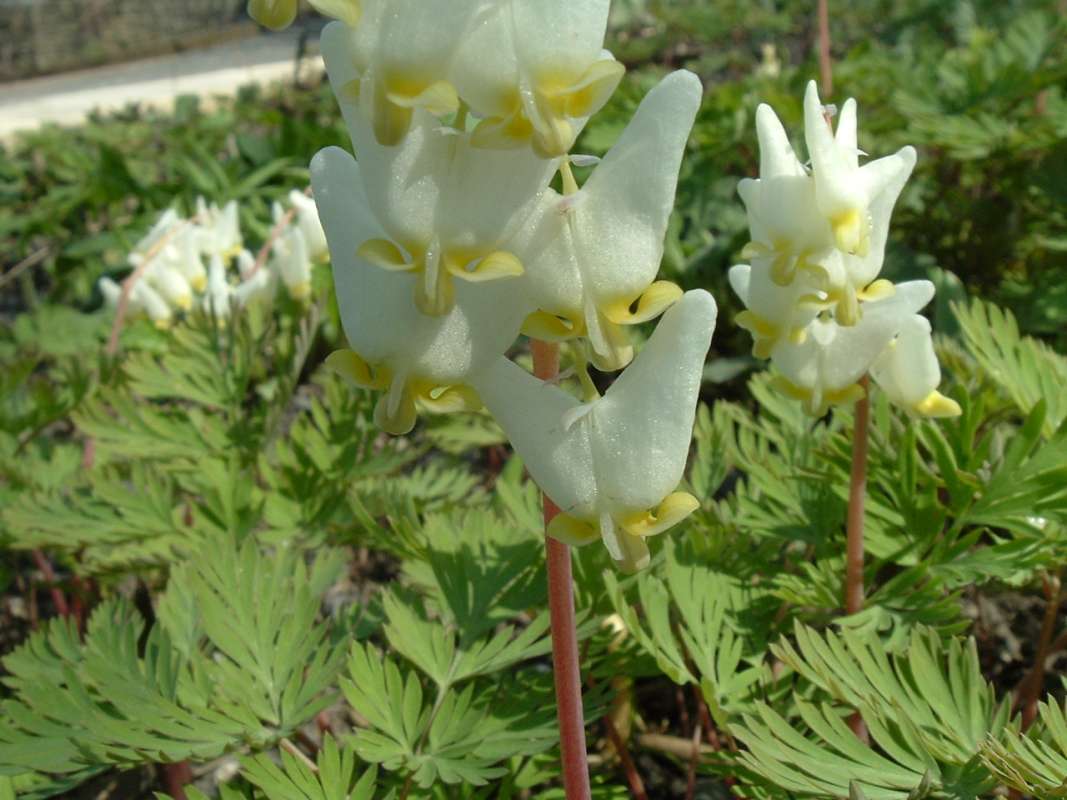 Flowers<br>(Location of Picture: Chs, Glencoe, Il, USA, Apr 14, 2010)