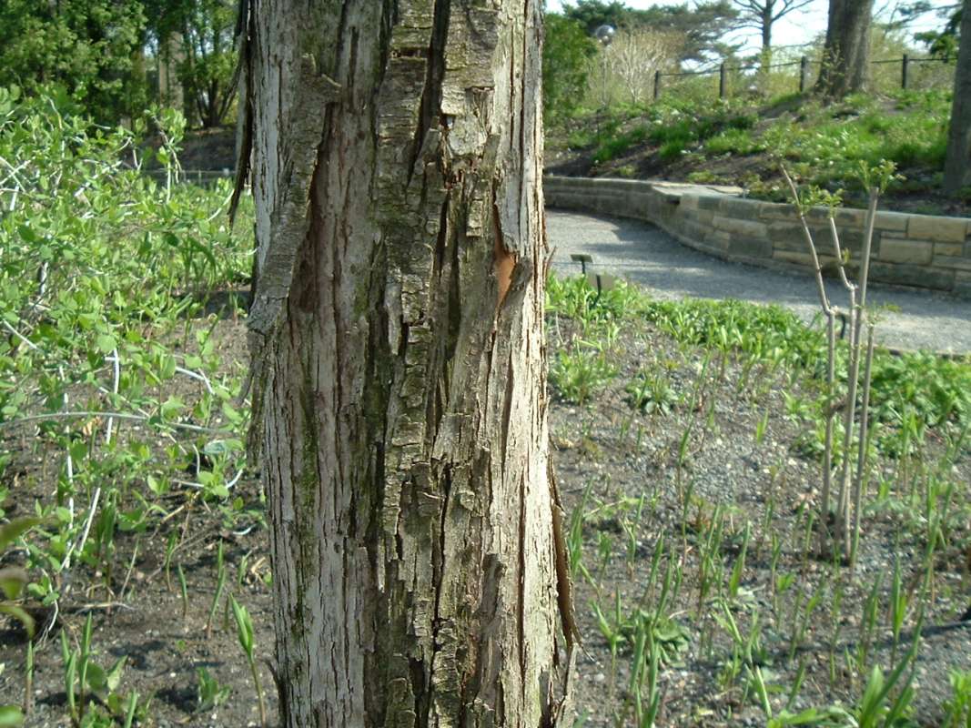Bark<br>(Location of Picture: CHS, Glencoe, Il, USA, Apr 14, 2010)