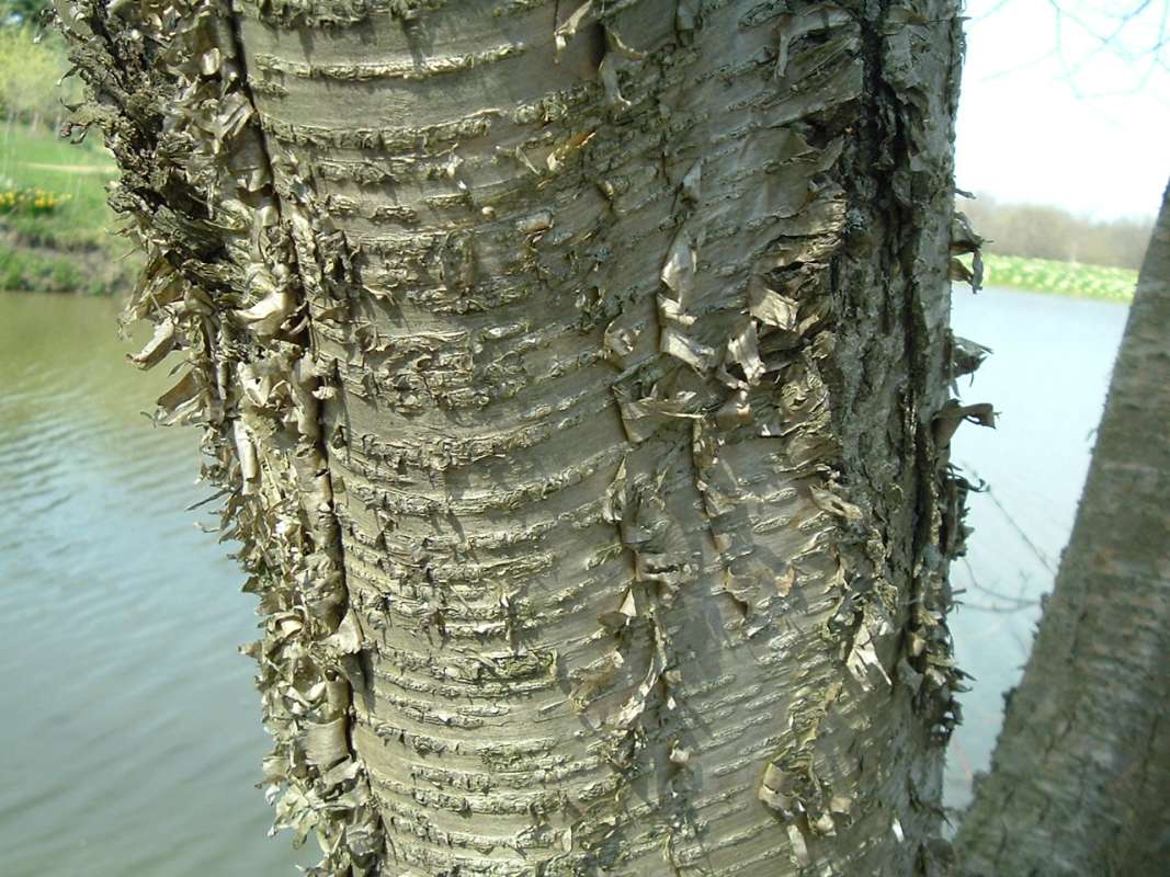Bark - Very Close<br>(Location of Picture: CHS, Glencoe, Il, USA, Apr 14, 2010)