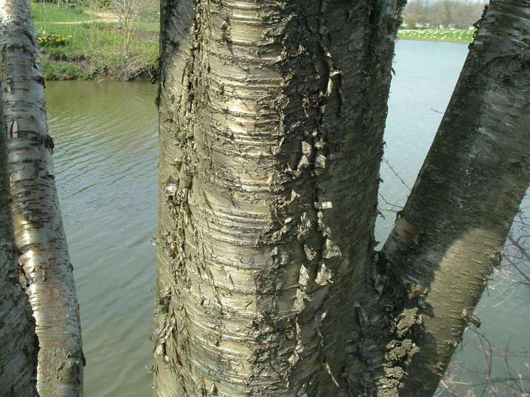 Bark<br>(Location of Picture: CHS, Glencoe, Il, USA, Apr 14, 2010)