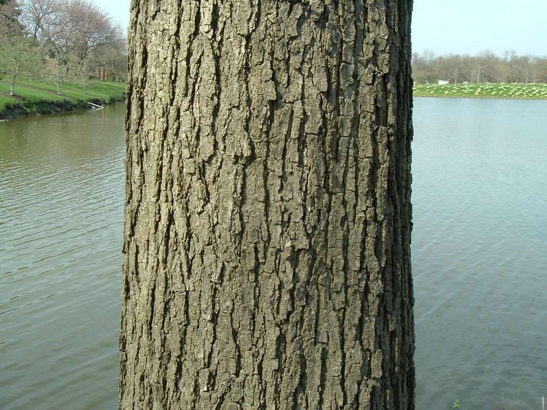 Bark<br>(Location of Picture: Chs, Glencoe, Il, USA, Apr 14, 2010)