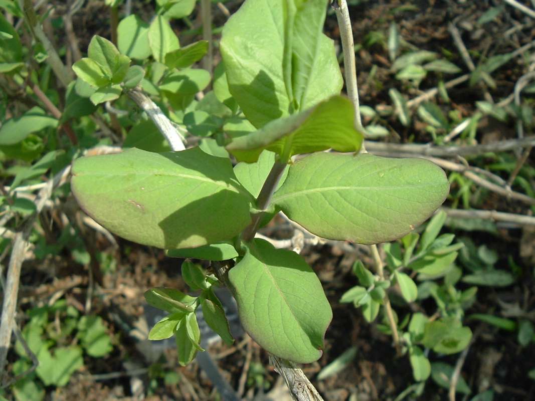 Spring Leaves<br>(Location of Picture: CHS, Glencoe, Il, USA, Apr 14, 2010)