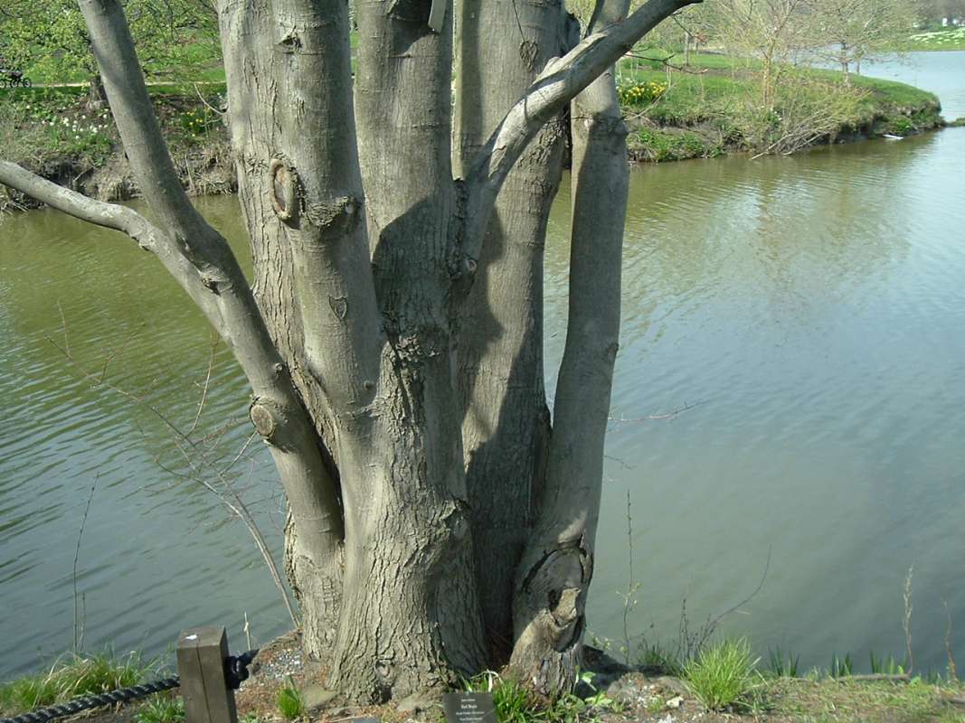 Multiple Trunks<br>(Location of Picture: Chs, Glencoe, Il, USA, Apr 14, 2010)