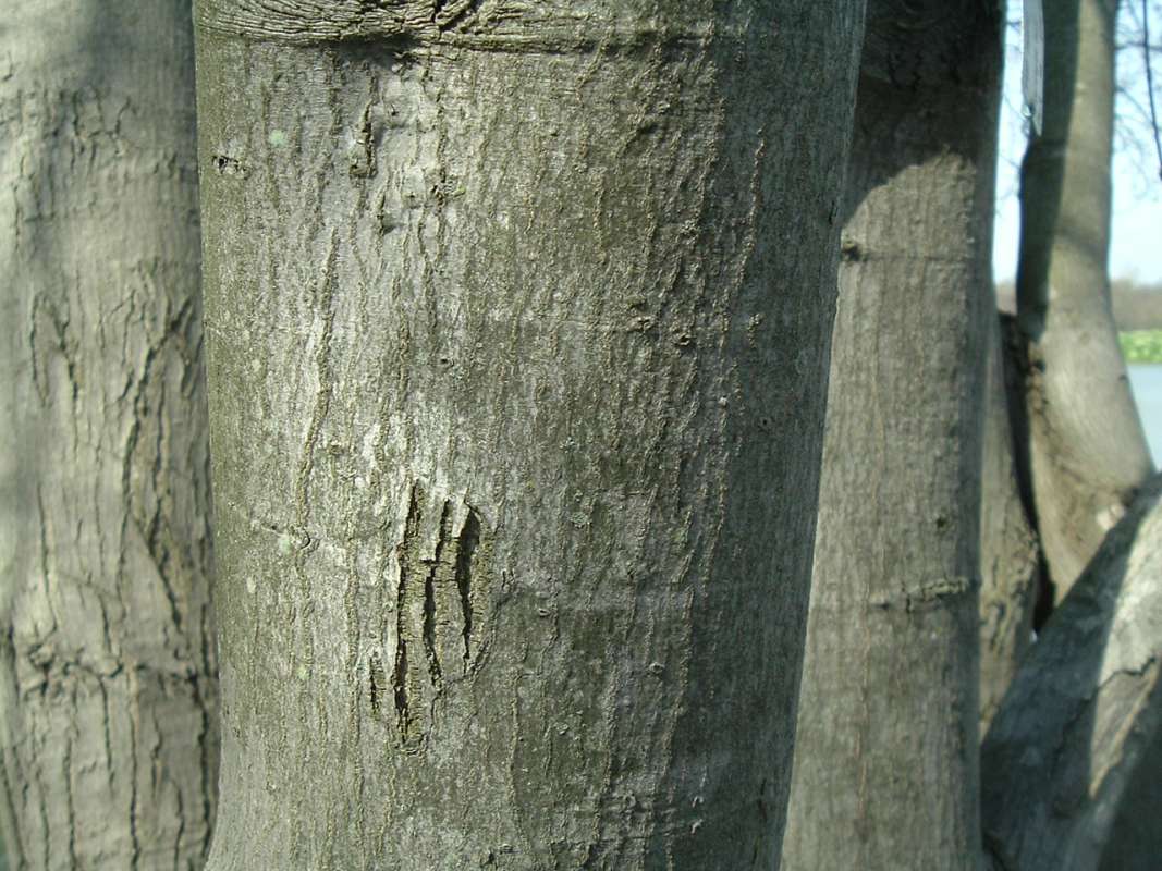 Bark - Close View<br>(Location of Picture: Chs, Glencoe, Il, USA, Apr 14, 2010)