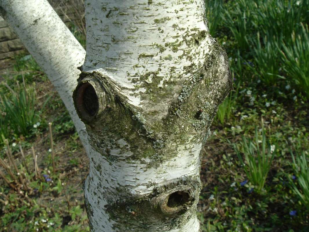 Old Bark<br>(Location of Picture: CHS, Glencoe, Il, USA, Apr 14, 2010)