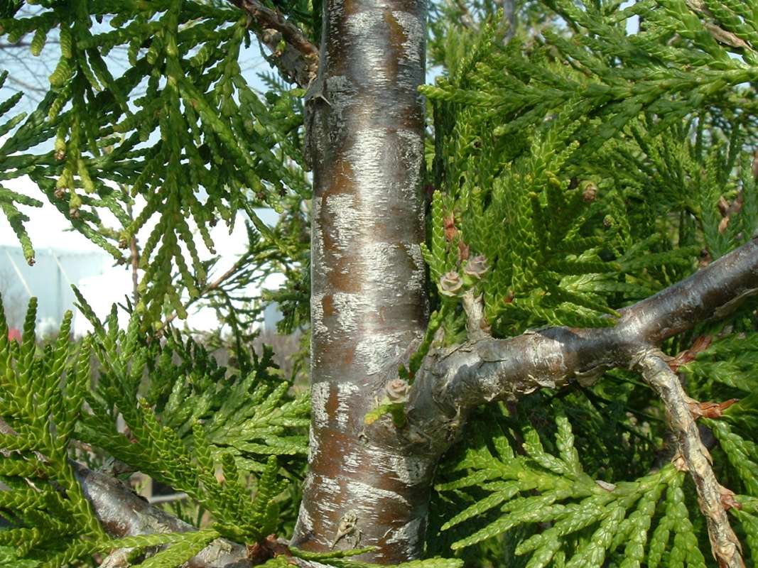 Bark Hybrid Grovpli<br>(Location of Picture: CHS, Glencoe, Il, USA, Apr 14, 2010)