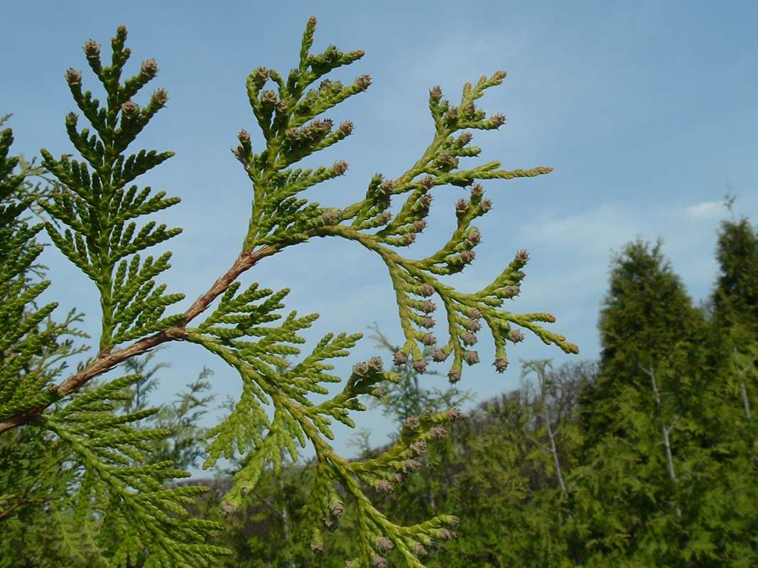Twig - Hybrid Grovpli<br>(Location of Picture: CHS, Glencoe, Il, USA, Apr 14, 2010)
