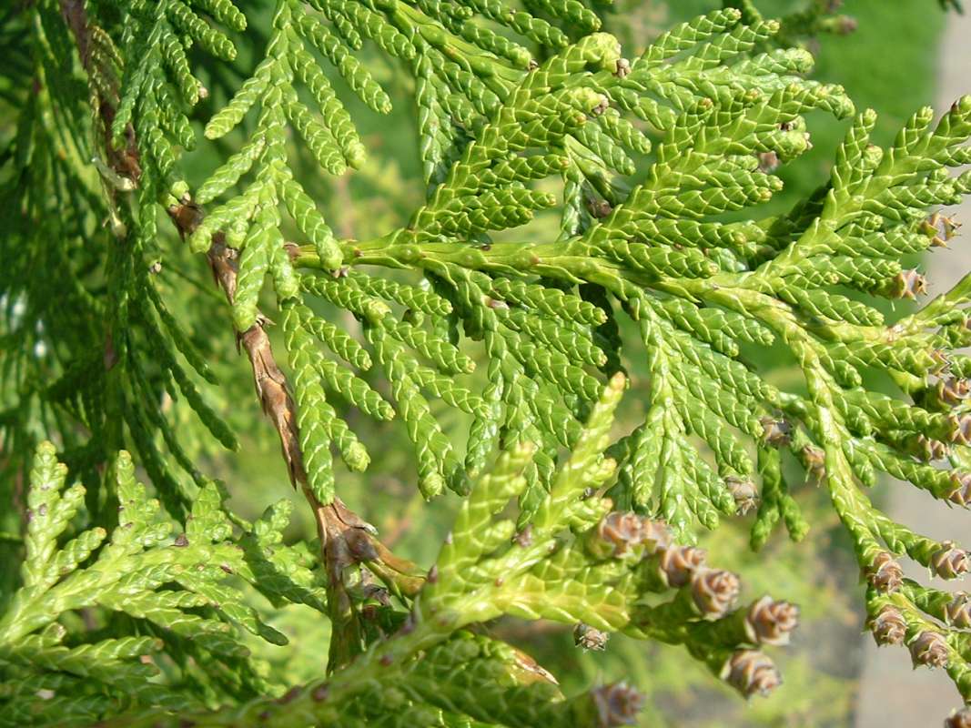 Scales - Close - Hybrid Grovpli<br>(Location of Picture: CHS, Glencoe, Il, USA, Apr 14, 2010)