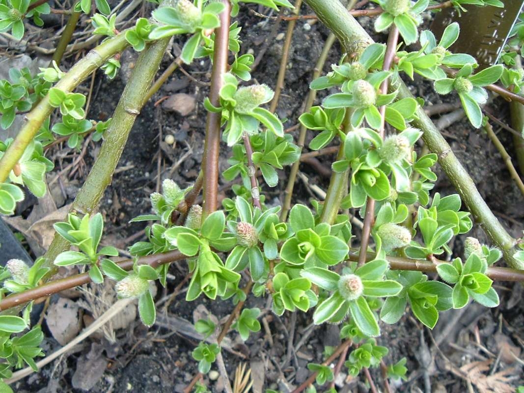 Twig<br>(Location of Picture: Chs, Glencoe, Il, USA, 2010)