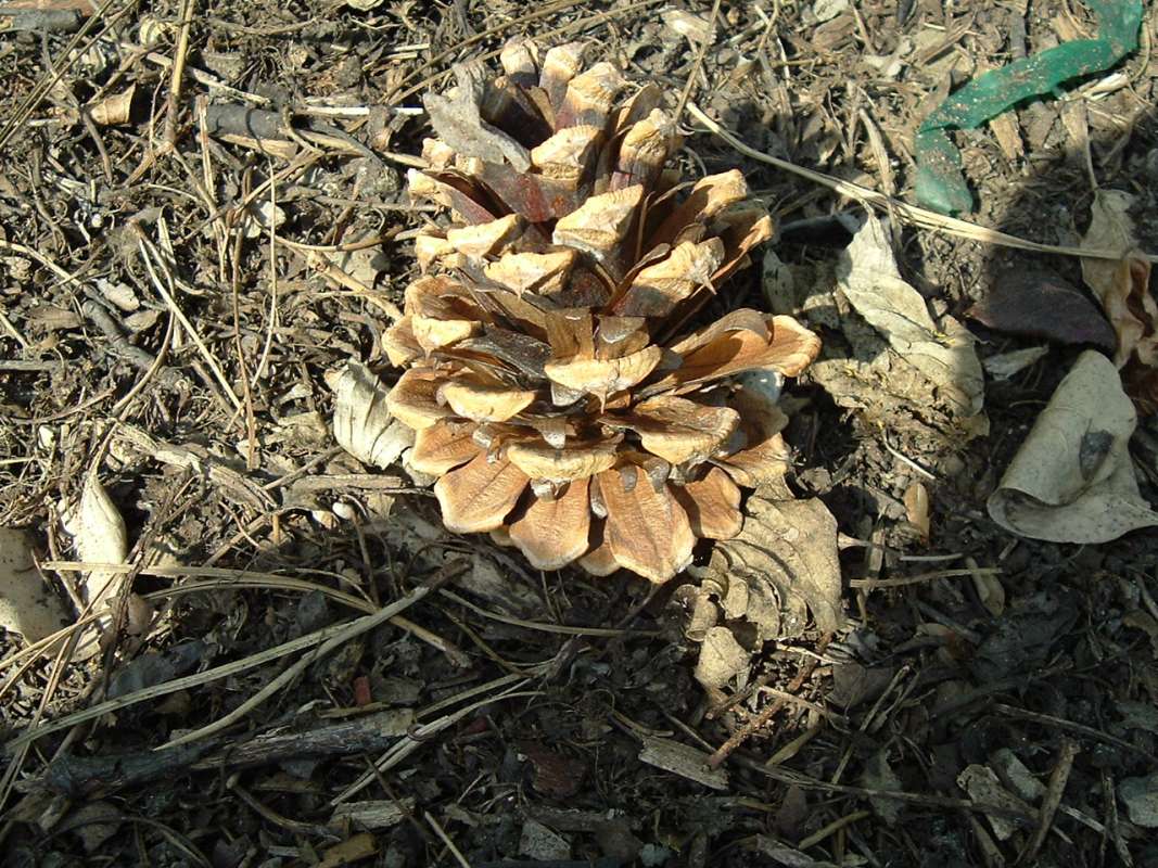 Old Cone On Ground<br>(Location of Picture: Chs, Glencoe, Il, USA, Apr 14, 2010)