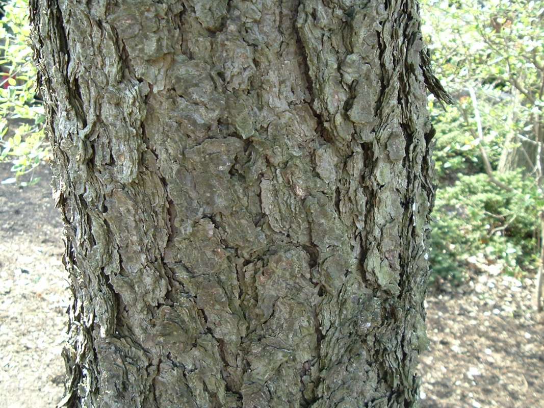 Bark<br>(Location of Picture: Chs, Glencoe, Il, USA, Apr 14, 2010)