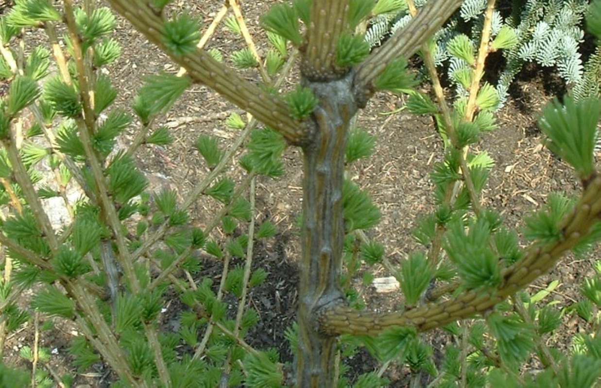 Spring Twig