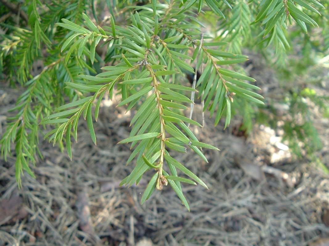 Needles - Brzeg<br>(Location of Picture: Chs, Glencoe, Il USA, Apr 14, 2010)