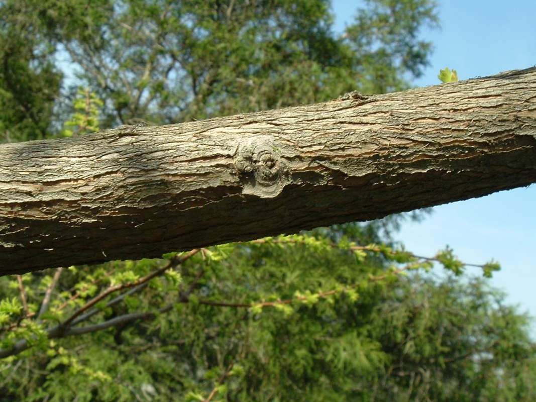 Limb<br>(Location of Picture: Chs, Glencoe, Il, USA, Apr 14, 2010)
