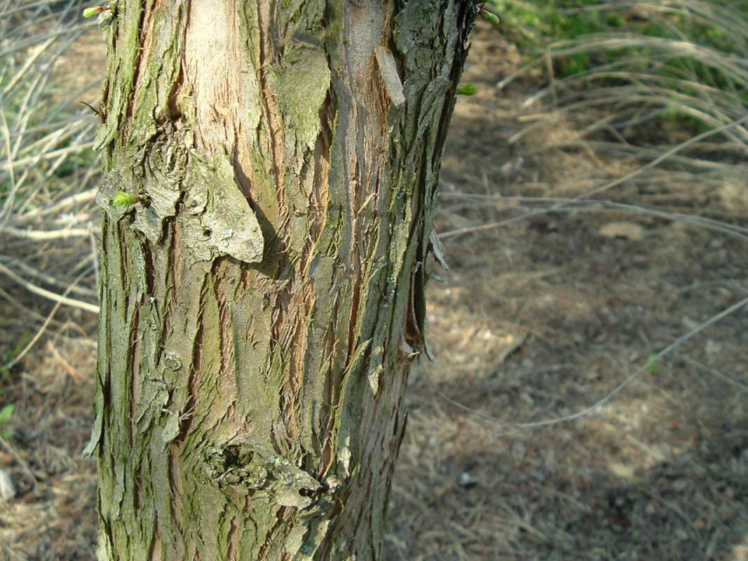 Bark<br>(Location of Picture: Chs, Glencoe, Il, USA, Apr 14, 2010)