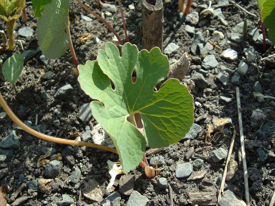 Leaf<br>(Location of Picture: Chs, Glencoe, Il, USA, Apr 14, 2010)
