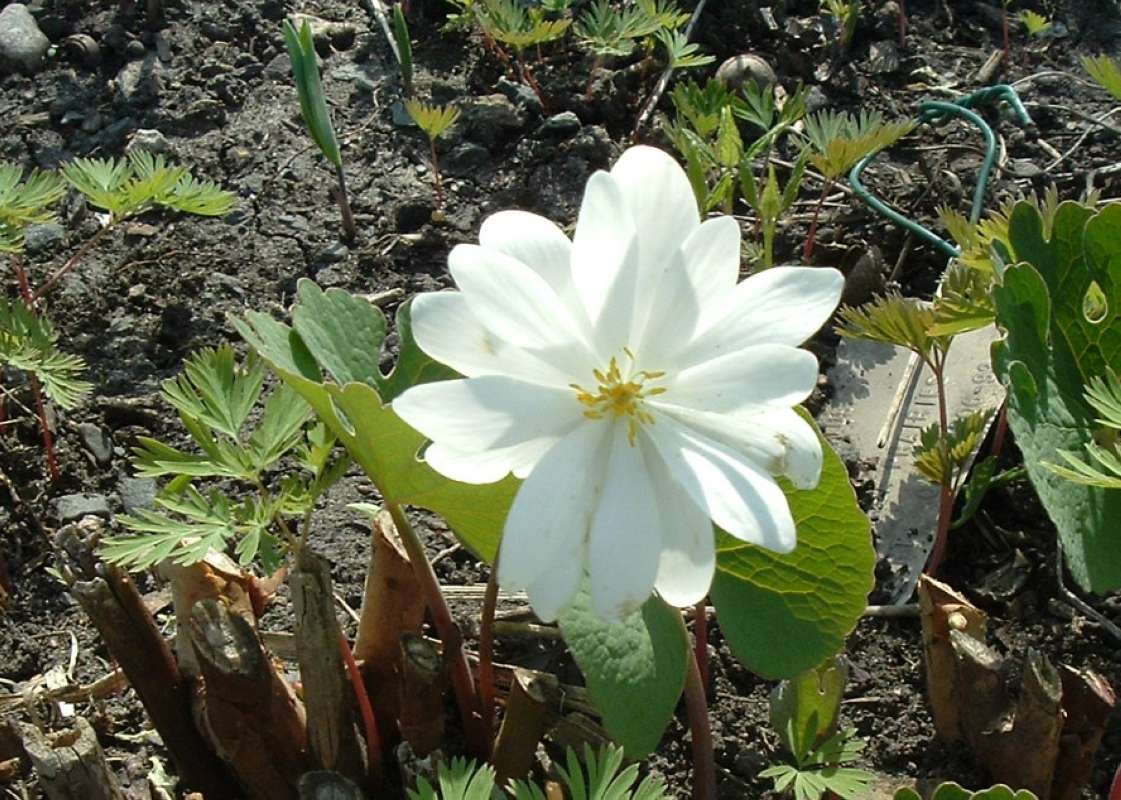 Top Of Plant<br>(Location of Picture: Chs, Glencoe, Il, USA, Apr 14, 2010)