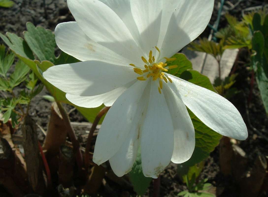 Flower - Very Close<br>(Location of Picture: Chs, Glencoe, Il, USA, Apr 14, 2010)