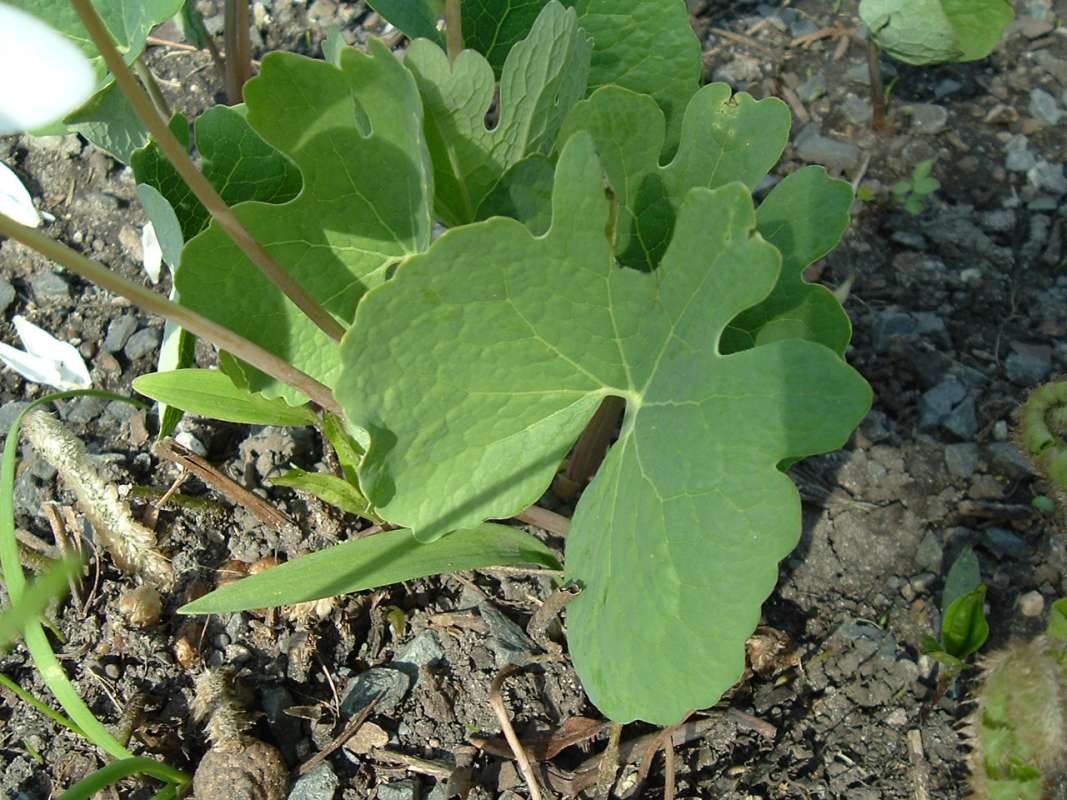 Leaves<br>(Location of Picture: Chs, Glencoe, Il, USA, Apr 14, 2010)