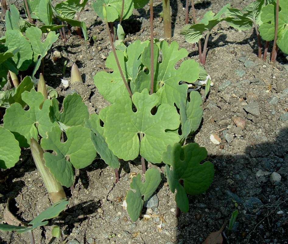 Leaves<br>(Location of Picture: Chs, Glencoe, Il, USA, Apr 14, 2010)