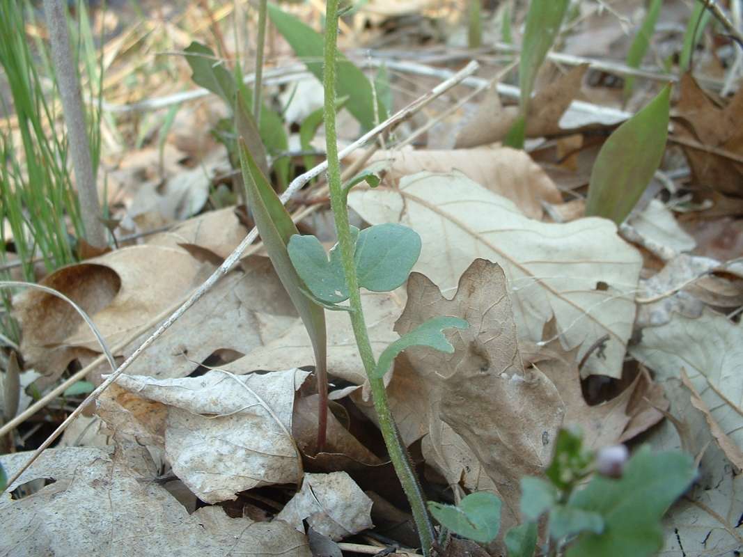 Stem<br>(Location of Picture: Chs, Glencoe, Il, USA, Apr 14, 2010)