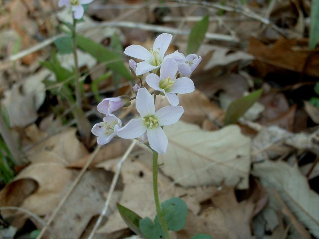 Flowers<br>(Location of Picture: Chs, Glencoe, Il, USA, Apr 14, 2010)