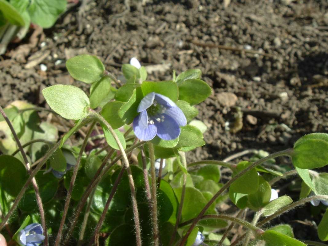 Flower - Front View<br>(Location of Picture: Volo Display, Il, USA, Apr 19, 2010)