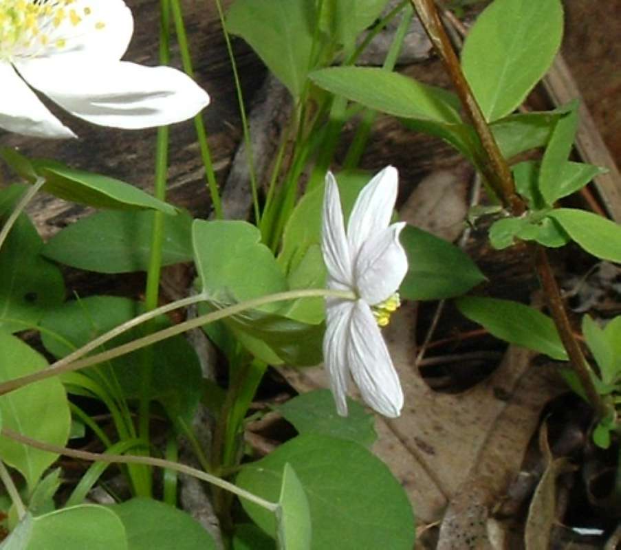 Flower - Rear View<br>(Location of Picture: Morraine Hills, Il, Us, Apr 17, '10)