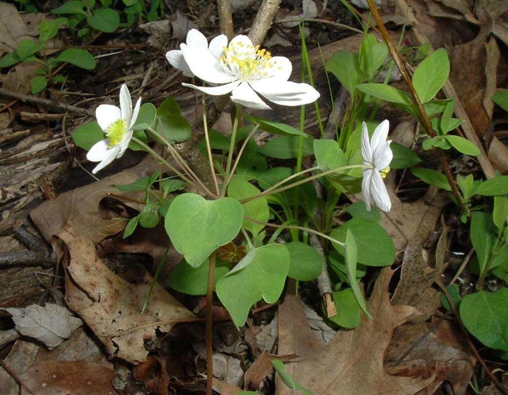 Top Of Plant in  Bloom<br>(Location of Picture: Morraine Hills, Il, Us, Apr 17, '10)