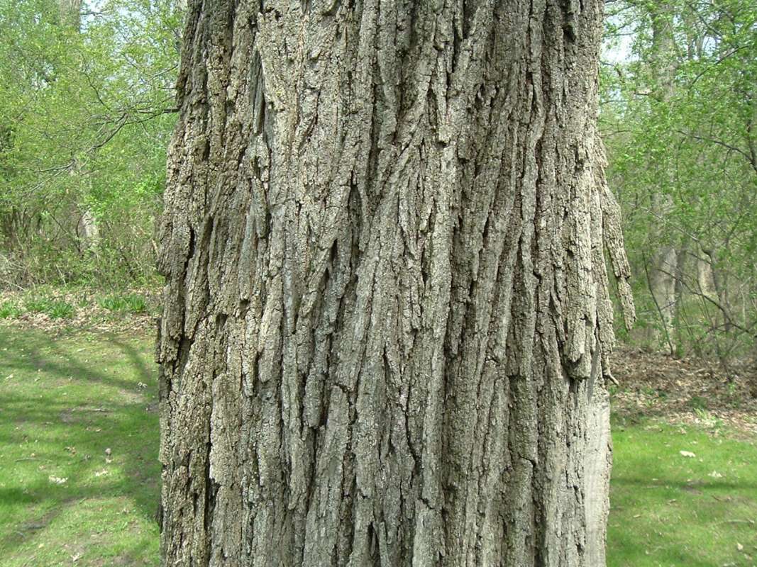 Trunk - Old Tree<br>(Location of Picture: Prv, Mchenry, Il, USA, Apr 13, 2010)
