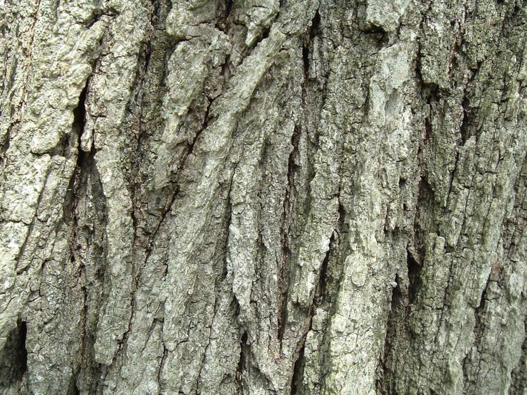 Bark - Close View - Old Tree<br>(Location of Picture: Prv, Mchenry, Il, USA, Apr 13, 2010)