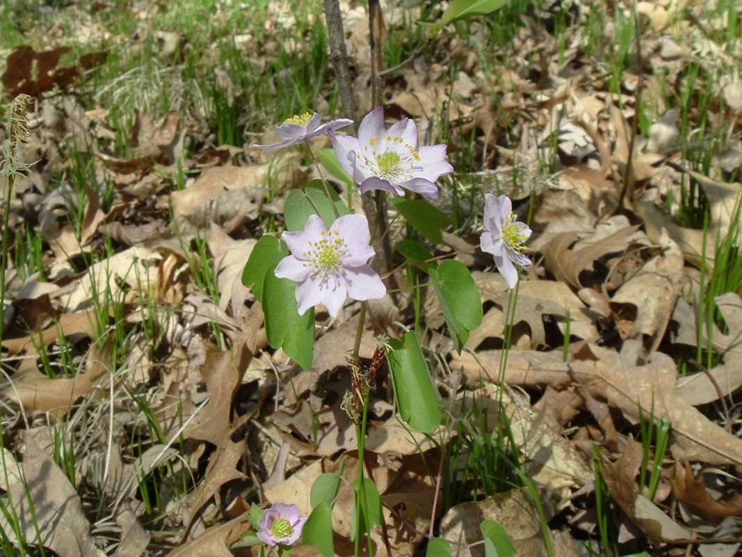 Flower - Front<br>(Location of Picture: Volo Bog, Illinois, April 17, 2010)