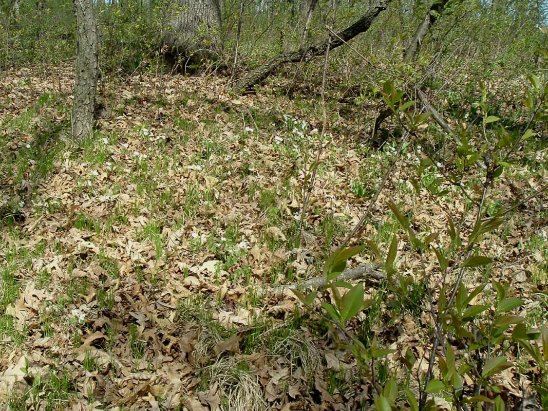 Habitat View<br>(Location of Picture: Volo Bog, Illinois, April 17, 2010)