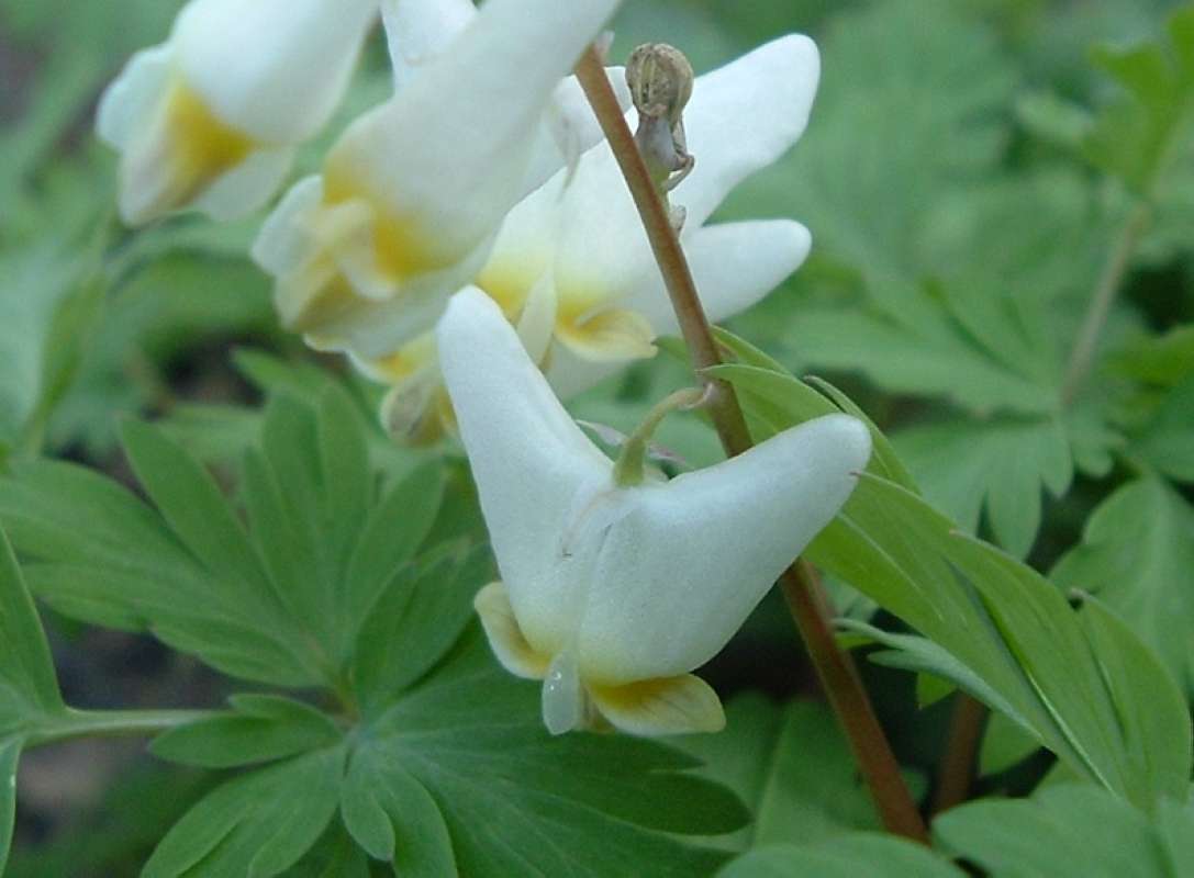 Flower - Side View Very Close<br>(Location of Picture: Volo Planting, Il, USA, Ap 19, 2010)