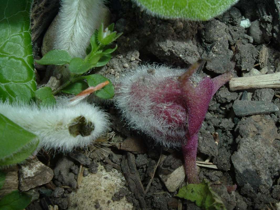 Flower Side<br>(Location of Picture: Display, Volo Bog, Il, Apr 18, 2010)