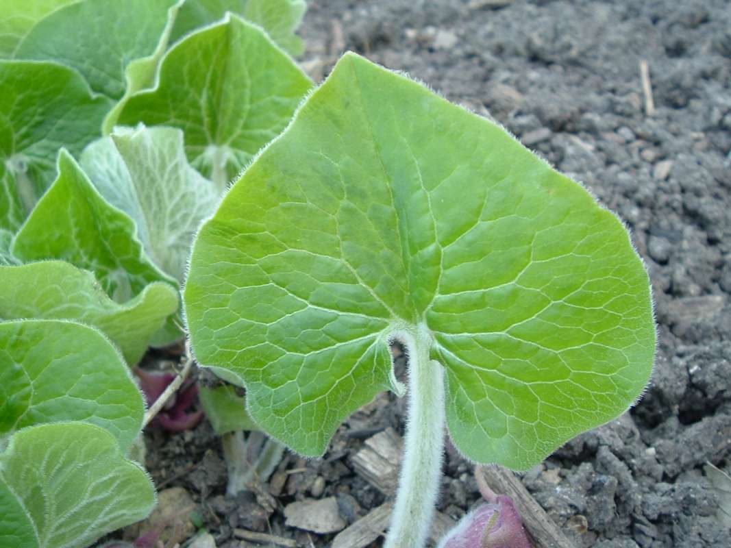 Leaf<br>(Location of Picture: Display, Volo Bog, Il, Apr 18, 2010)