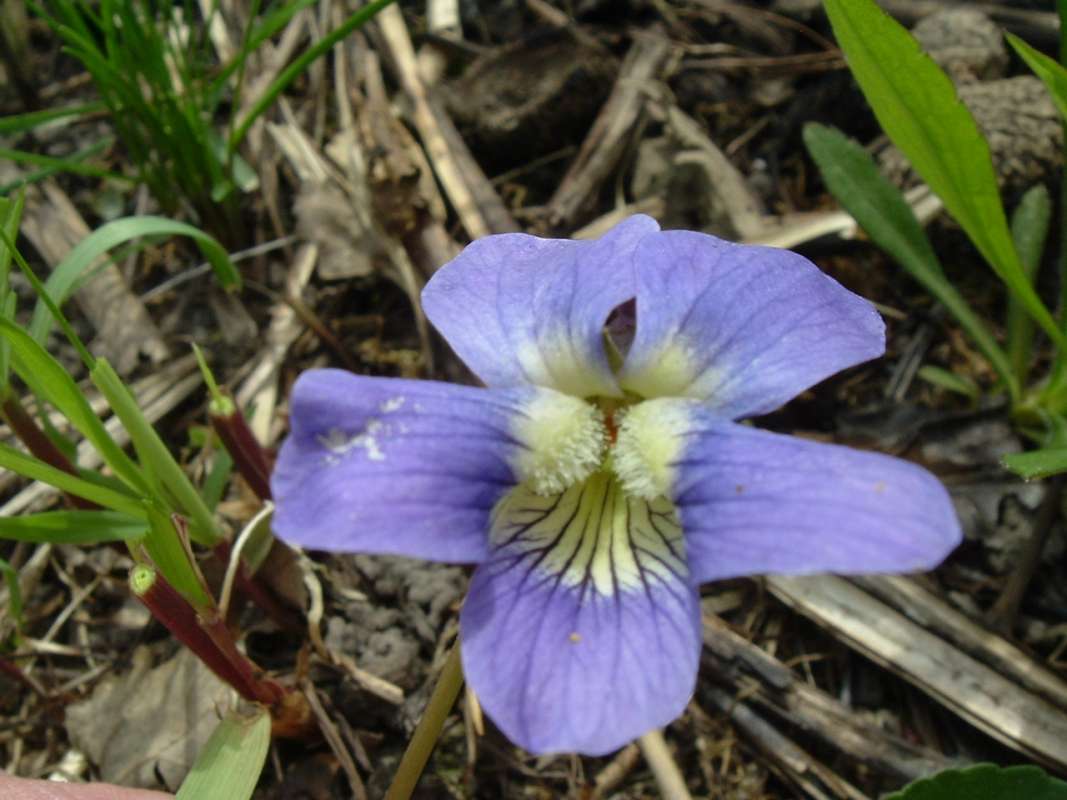 Flower - Front View<br>(Location of Picture: Glt, N Il USA, April 20, 2010)