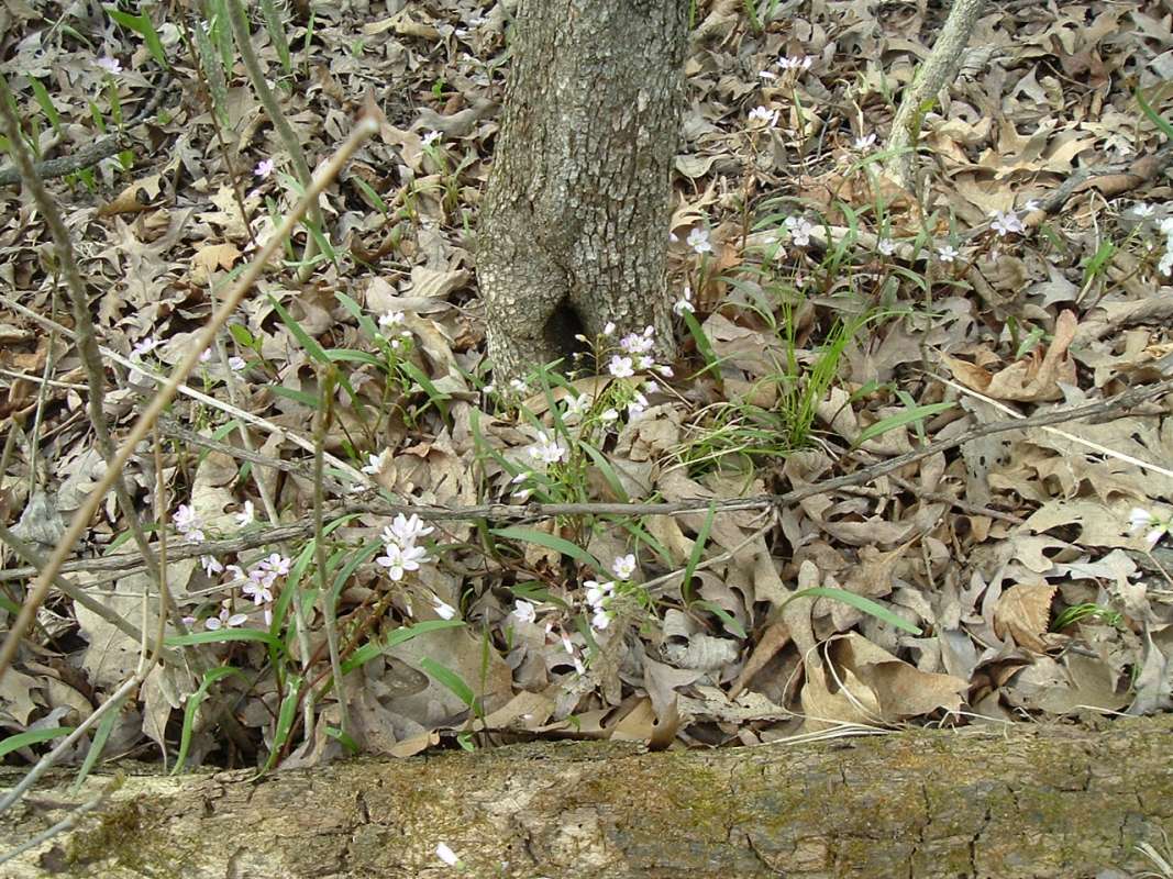Habitat<br>(Location of Picture: Cook Co, Il, USA, April 20, 2010)