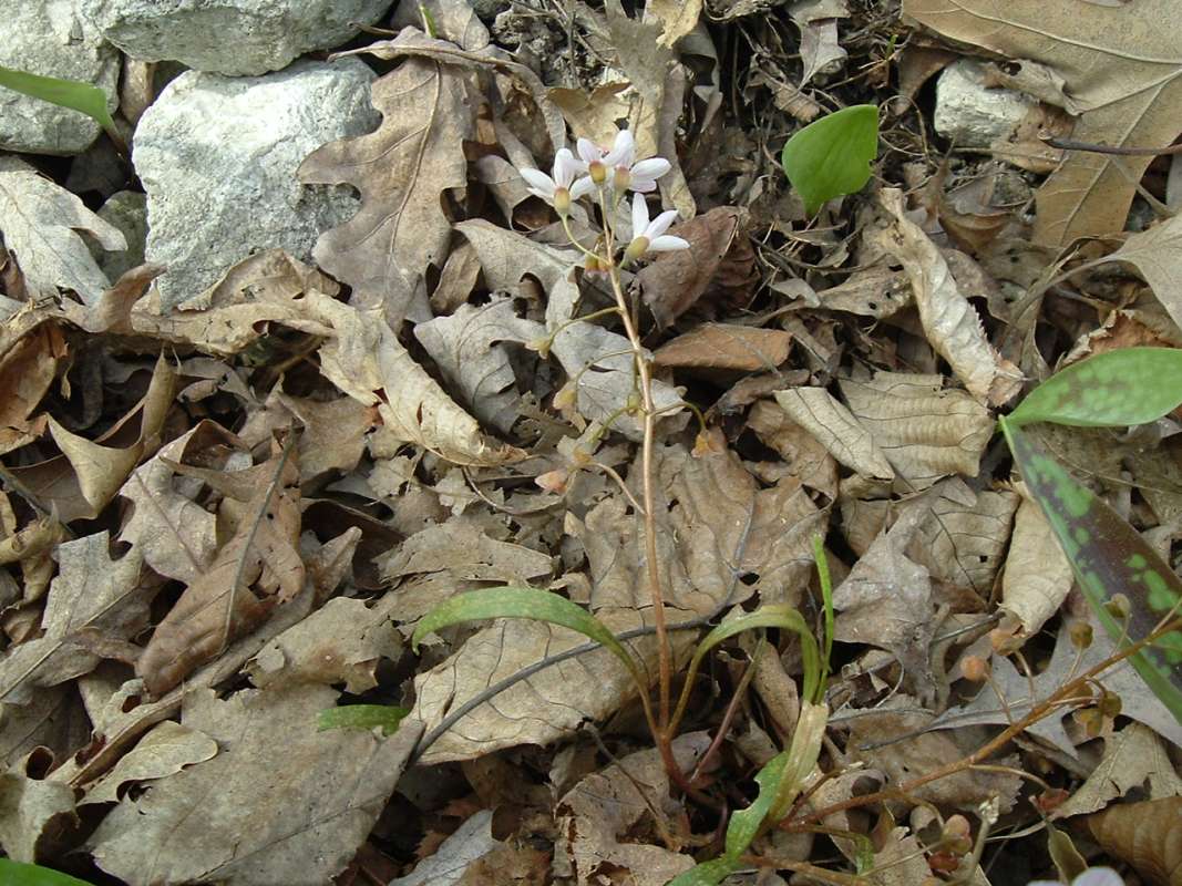 Silhouette<br>(Location of Picture: Cook Co, Il, USA, April 20, 2010)
