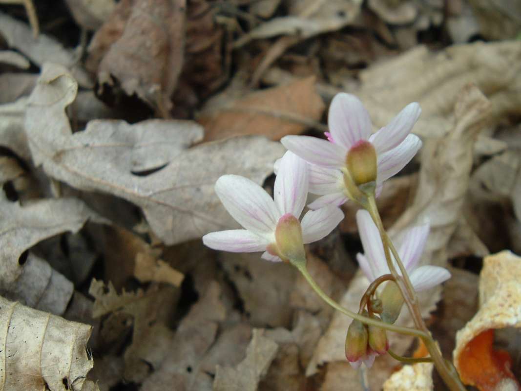 Flower - Rear View<br>(Location of Picture: Cook Co, Il, USA, April 20, 2010)