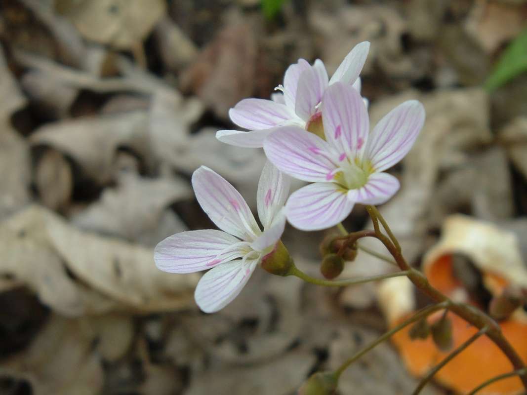 Flower - Front View<br>(Location of Picture: Cook Co, Il, USA, April 20, 2010)